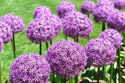 Impressionnante floraison de l'allium